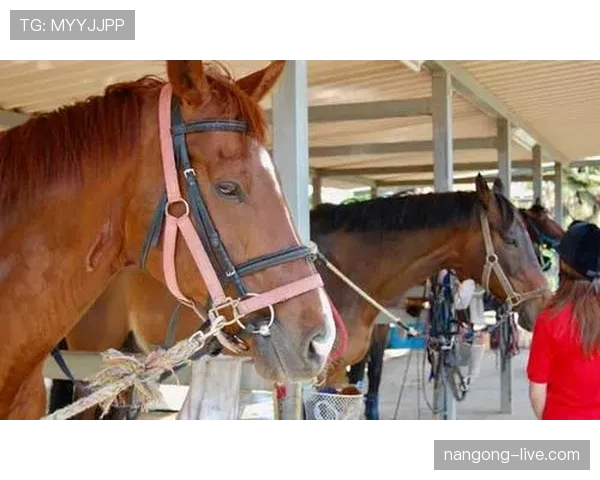 富里睡醒发现自家马场又多了一匹纯血小马，账单还没付清呢